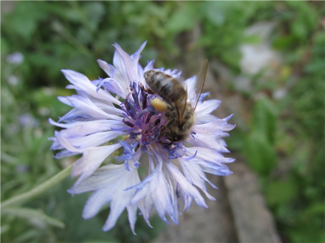 različak i pčela